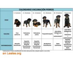 Calendario vacunación para perros