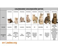 Calendario vacunación para gatos