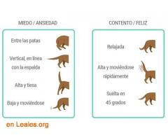 Diccionario Canino