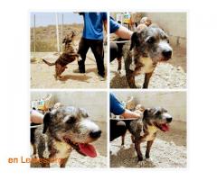 Sanchi (terrier, NO PPP) - para adoptar*