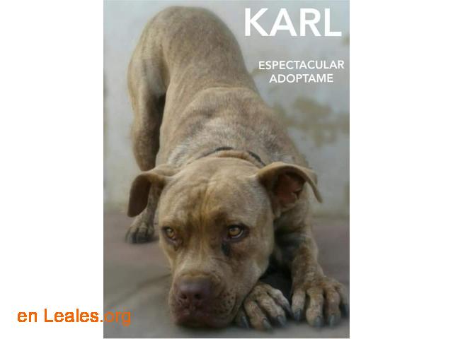 Karl - 1