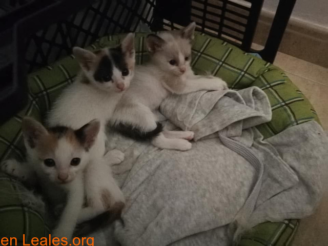 Adopción 2 gatitas, S.O.S, lo necesitan - 1