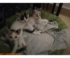 Adopción 2 gatitas, S.O.S, lo necesitan - Imagen 1