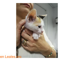 Adopción 2 gatitas, S.O.S, lo necesitan - Imagen 4