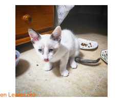 Adopción 2 gatitas, S.O.S, lo necesitan - Imagen 6