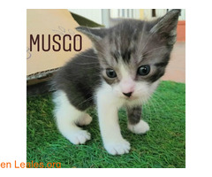 Musgo - Imagen 5