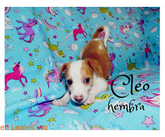 Cleo - Imagen 2