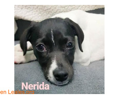 Nerida vuelve a nosotros - Imagen 7