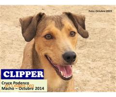 CLIPPER - Imagen 2
