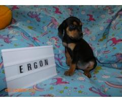 ERGON - Imagen 8