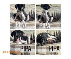 Pipa - Imagen 1