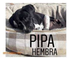 Pipa - Imagen 3