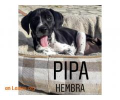 Pipa - Imagen 4