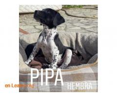 Pipa - Imagen 5