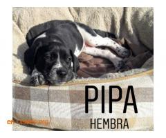 Pipa - Imagen 6