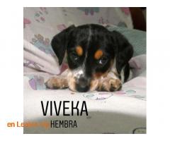 Viveka - Imagen 8