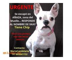 Perro perdido en Añaza Tenerife