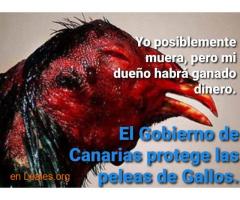 Gobierno Canarias abandona sus animales - Imagen 2
