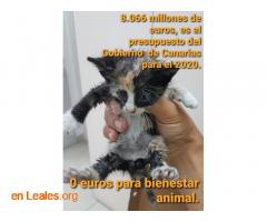 Gobierno Canarias abandona sus animales - Imagen 3