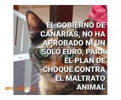 Gobierno Canarias abandona sus animales - Imagen 4