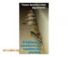 Gobierno Canarias abandona sus animales - Imagen 5