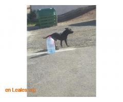 Perro negro Visto en Sardina