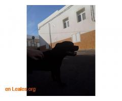 Perro negro Visto en Sardina - Imagen 2