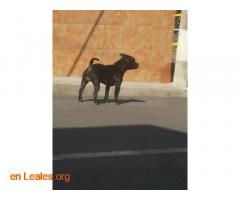 Perro negro Visto en Sardina - Imagen 4