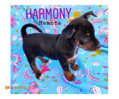 Harmony - Imagen 3