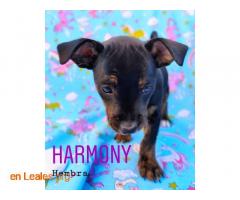 Harmony - Imagen 8