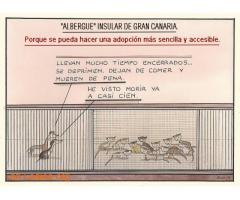Denuncia al CabildoGC por masacre felina - Imagen 3