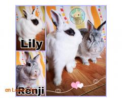 Lily y Reji en adopción conjunta