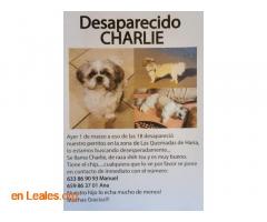 URGENTE: desaparecidos Charlie - Imagen 1