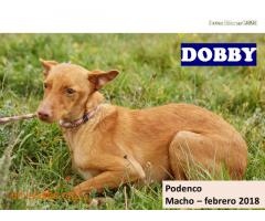 DOBBY - Imagen 2