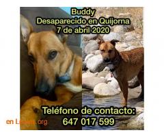Buddy (Badi) desaparecido - Imagen 1