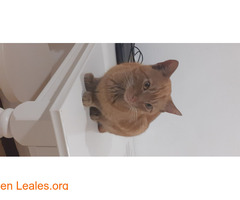 gato macho atigrado naranja - Imagen 1