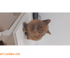 gato macho atigrado naranja - Imagen 2