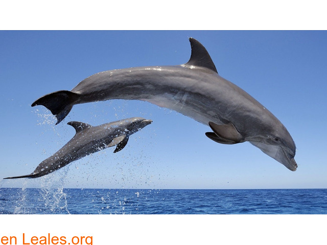 Libertad  a los delfines mulares - 1