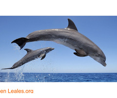 Libertad  a los delfines mulares