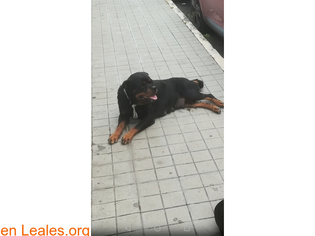 Calle Tucumán (El Fondillo) Rottweiler - 1
