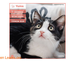 Yuma busca hogar - Imagen 1
