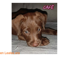 Cafe - Imagen 4