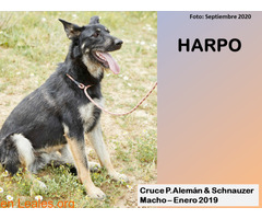 HARPO - Imagen 2