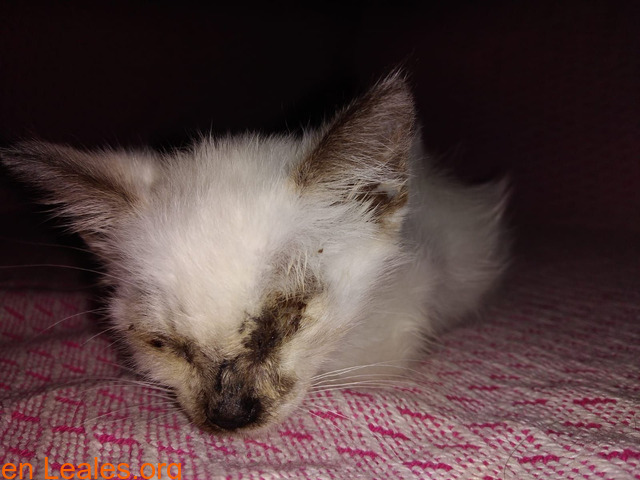 La gata mutilada en Telde salva su vida - 3