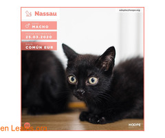 Nassau en adopción
