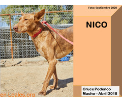 NICO - Imagen 2
