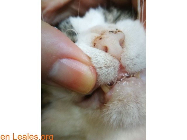 Gatos que necesitan ayuda veterinara - 1