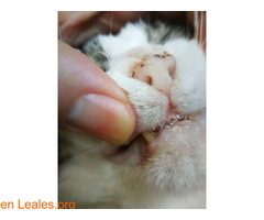 Gatos que necesitan ayuda veterinara - Imagen 1