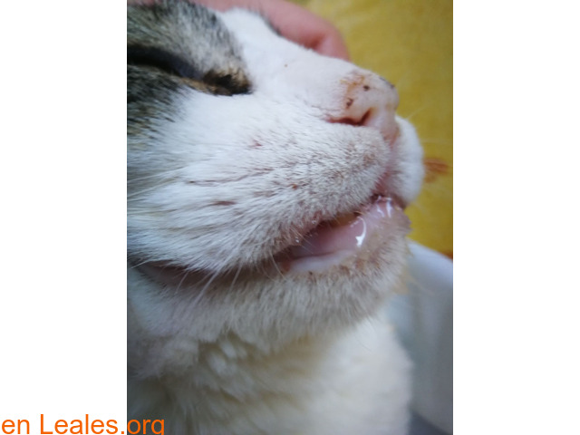 Gatos que necesitan ayuda veterinara - 2
