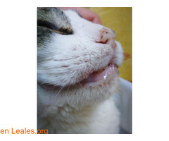 Gatos que necesitan ayuda veterinara - Imagen 2